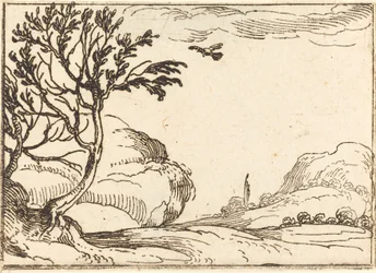 Tortelduif Vliegend in de Woestijn