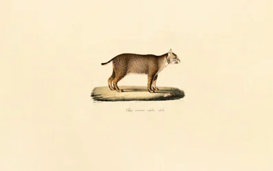 Volwassen Bobcat