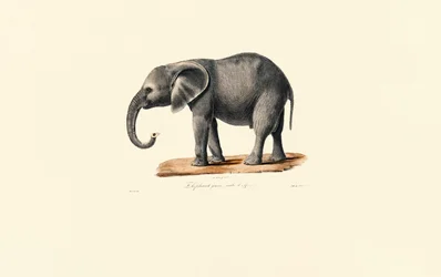 Afrikaanse olifant (jong)