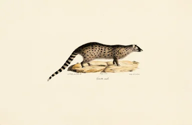 Afrikaanse genetica