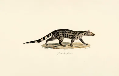 Afrikaanse Palm Civet