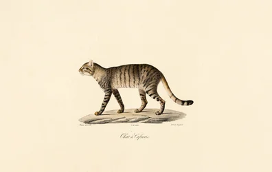 Afrikaanse wilde kat