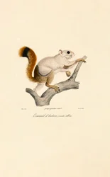 Albinovariant van de Amerikaanse rode eekhoorn
