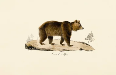 Bruine alpenbeer