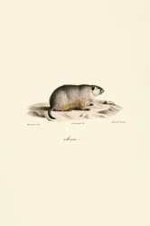 Alpenmot (Monax-variant)