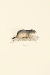Alpenmot