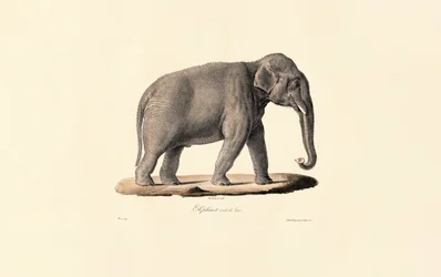 Aziatische olifant