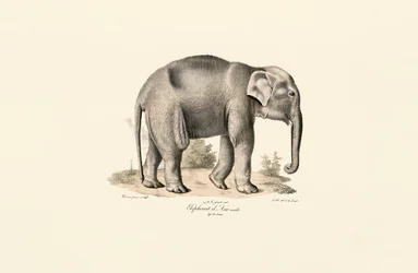 Aziatische olifant