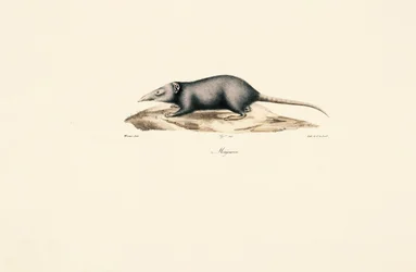 Aziatische huisspitsmuis