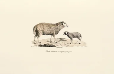 Aurucaans Schaap met Lam