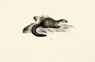Beuken Marten