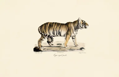 Bengaalse tijger (vrouwtje) in zijaanzicht