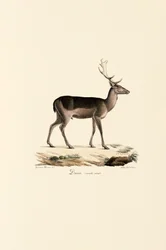 Zwart Damhert Variant
