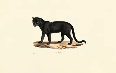 Zwarte Jaguar (Panthera onca)