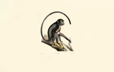 Zwarte Spinaap (Ateles)