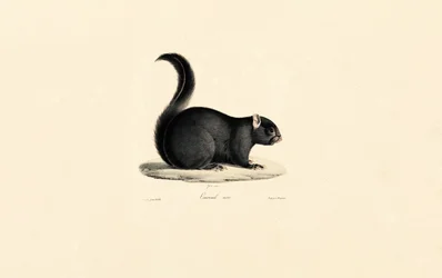 Zwarte eekhoorn