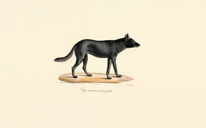 Zwart wolvenwijfje