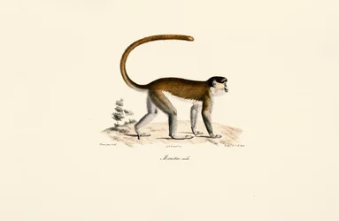 Blauw aapje (Cercopithecus mitis)