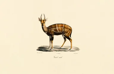 Bosbok (Mannelijk)
