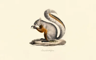 Californische grondeekhoorn