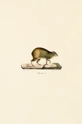 Midden-Amerikaanse Agouti (Mannelijk)