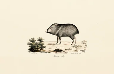 Gekraagde Pecaris