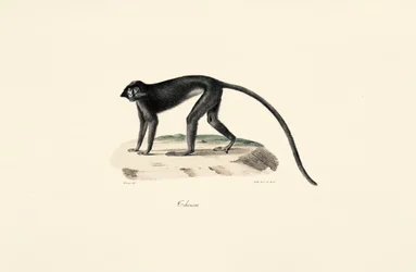 Colobus aap (Colobus guereza)