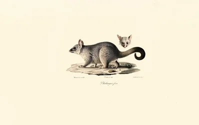 Staartbuidelrat