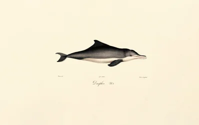 Gewone dolfijn (Delphinus delphis)