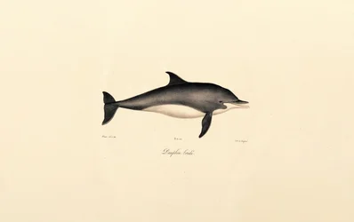Gewone dolfijn (Delphinus delphis)