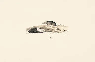 Spitsmuis