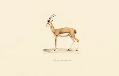 Dorcas Gazelle (Mannelijk)