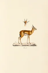 Dorcas Gazelle