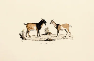 Dwergbok en dwerggeit