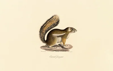 Oostelijke eekhoorn