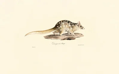 Oostelijke Quoll