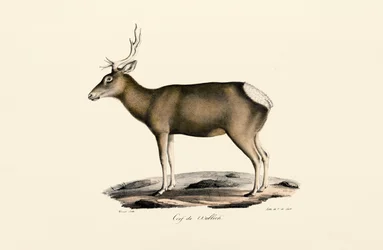 Eland - Mannelijk