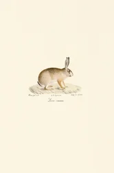 Europese Haas