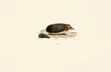 Europese Egel