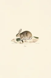 Europees konijn (Lapin)
