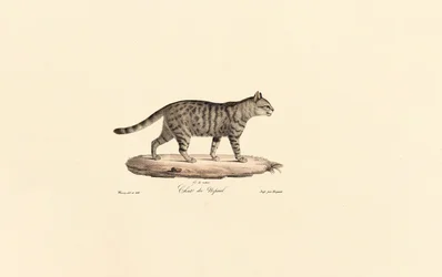 Europese wilde kat (Felis silvestris)