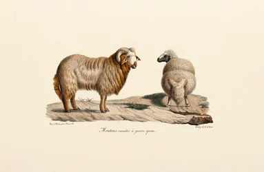 Vetstaartschaap