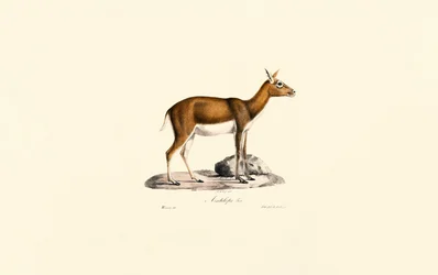 Vrouwelijke geitengazelle