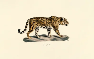 Vrouwelijke Jaguar