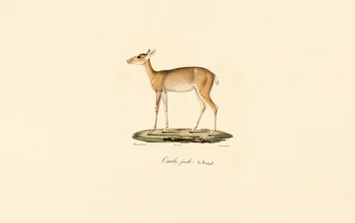 Vrouwelijke Oribi-antilope (Ourébi, Senegalees vrouwtje)