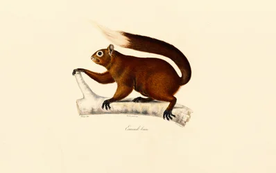 Vosseekhoorn