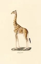 Giraffe (Vrouwelijk)