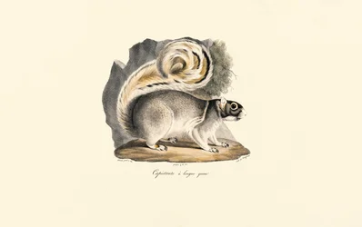 Goudgemantelde grondeekhoorn