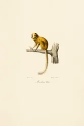 Gouden Leeuw Tamarin