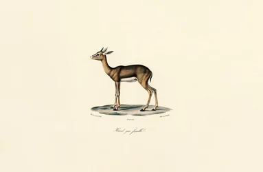 Grauwe rietbok (vrouwtje)